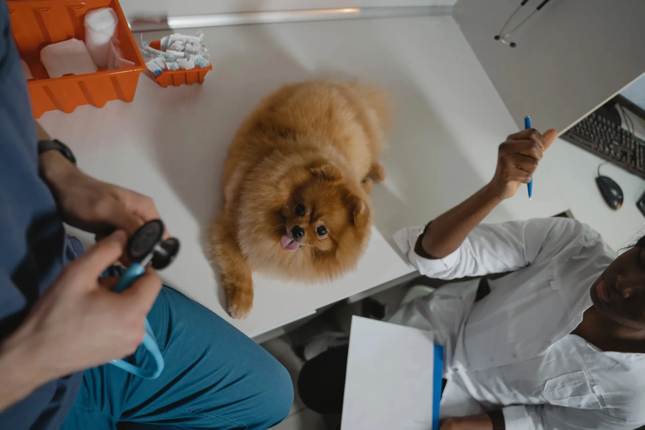 24 Best Pet Care App Development Companies (2026)